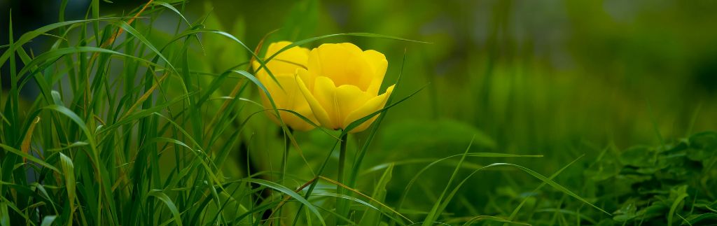 Flowering plant symbolizing the green industry in Thailand and sustainable growth.