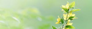 Plante fleurie illustrant l'industrie verte en Thaïlande et la croissance durable.