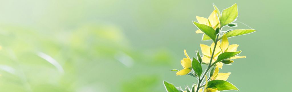 Plante fleurie illustrant l'industrie verte en Thaïlande et la croissance durable.