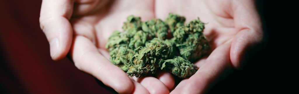 Fleurs de cannabis dans les mains d’une personne – loi sur le cannabis en Thaïlande