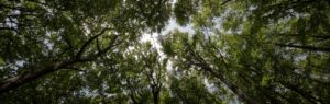 View of trees symbolizing the Clean Air Bill and environmental preservation.